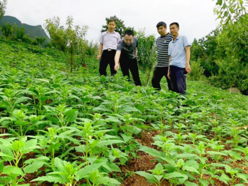 探尋巫山好芝麻，踐行企業(yè)好擔當