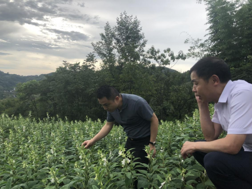 探尋巫山好芝麻，踐行企業(yè)好擔當