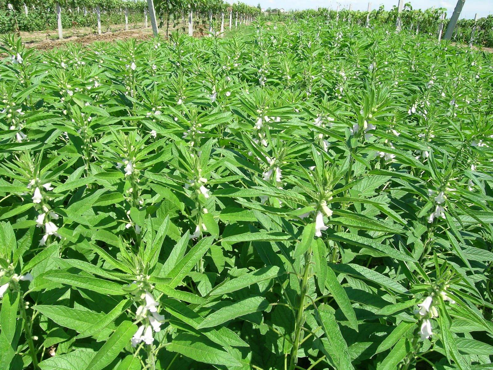 芝麻的好處,芝麻有哪些好處？(圖1)